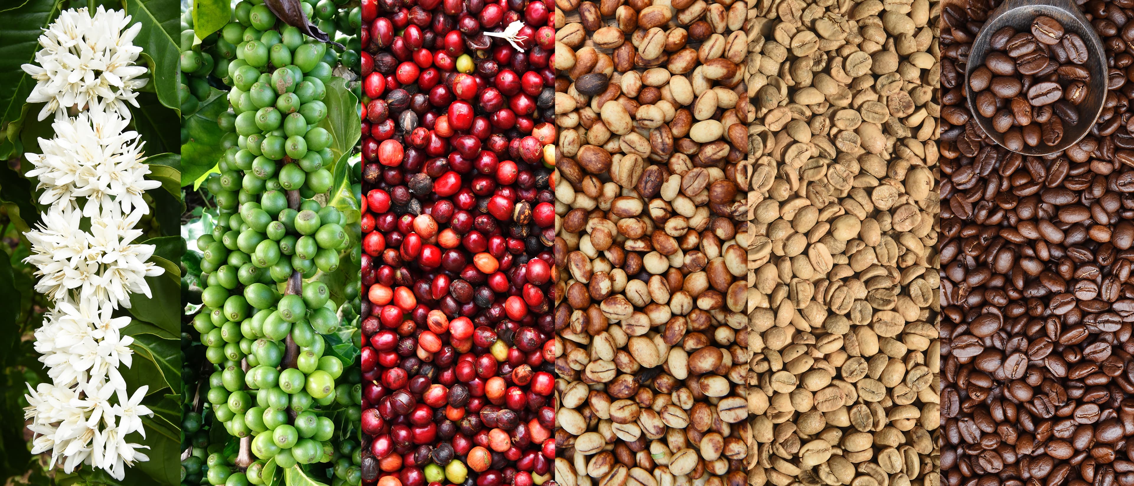 Coffee Stages