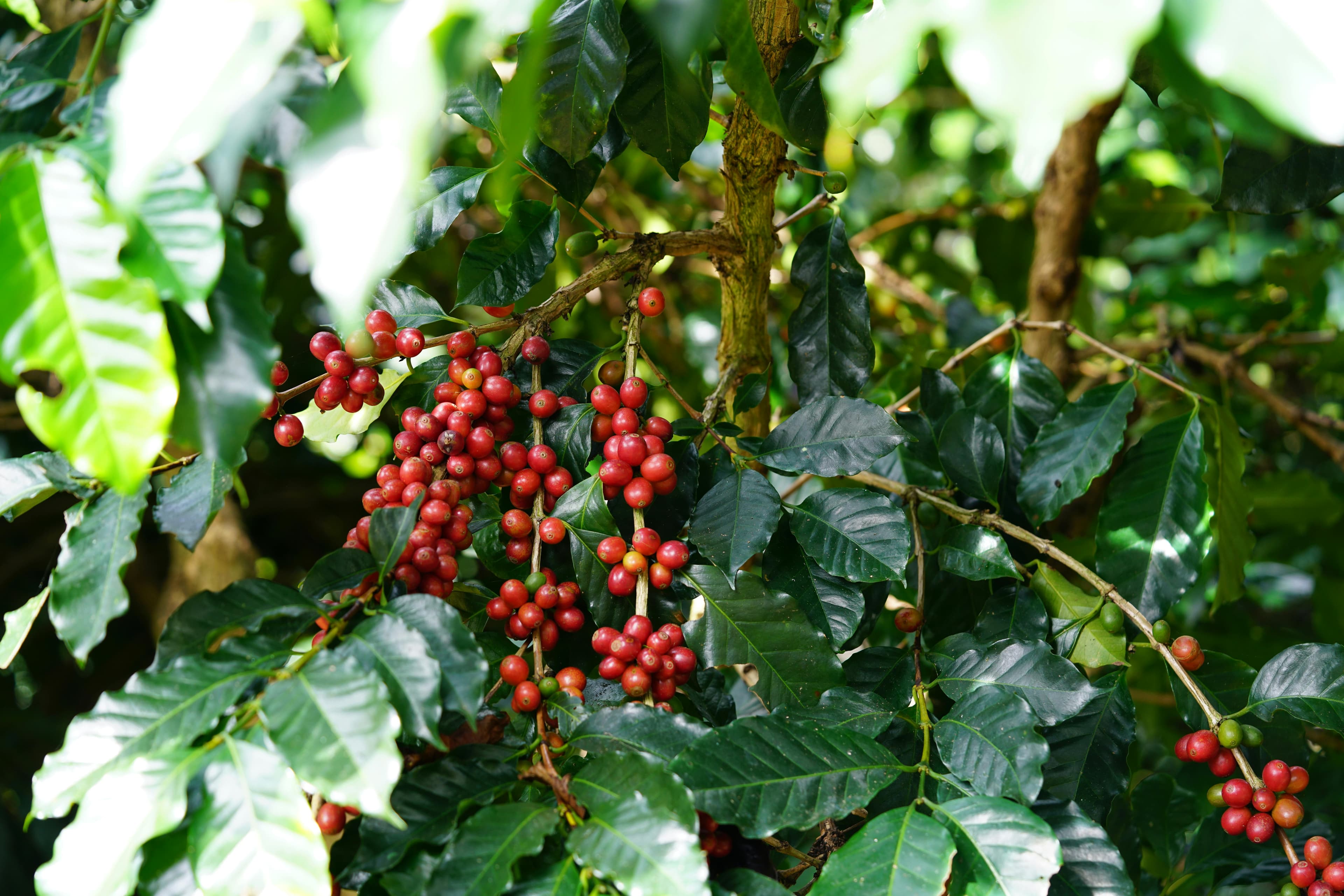Understanding Hawaiian Coffee Regions