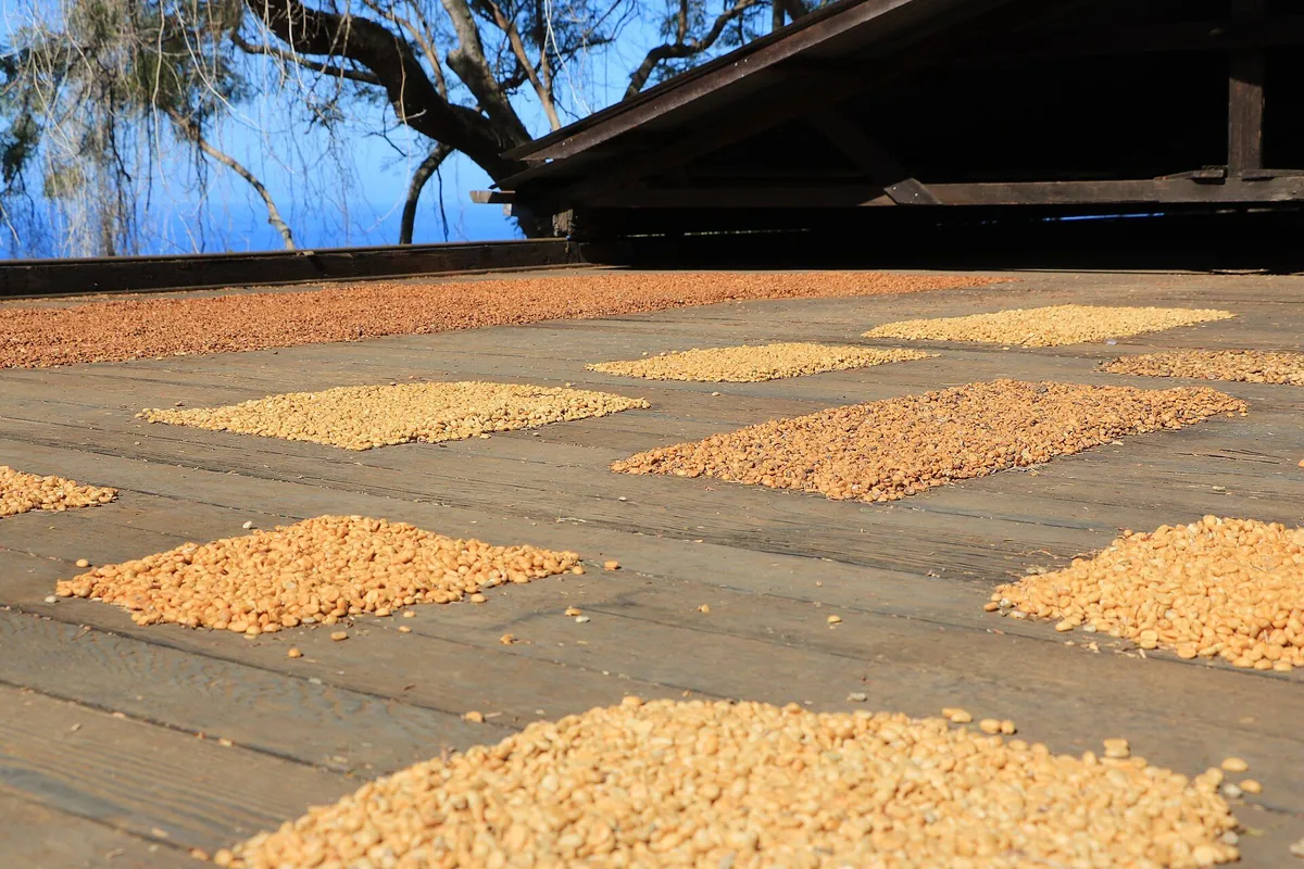 Coffee beans drying in the sun on a hoshidana, the roofed drying deck of a Kona coffee farm.